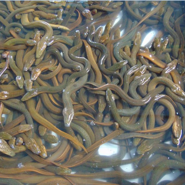 Live Eels,Eels,Frozen Eels/CONGER EEL FOR SALE,Thailand price supplier ...