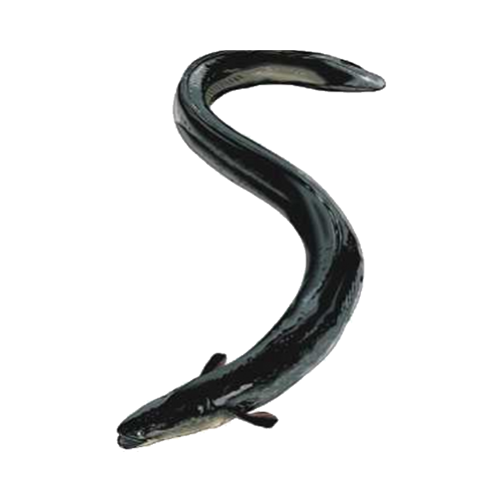 Live Eel Fish/ Glass Eel,Thailand price supplier - 21food