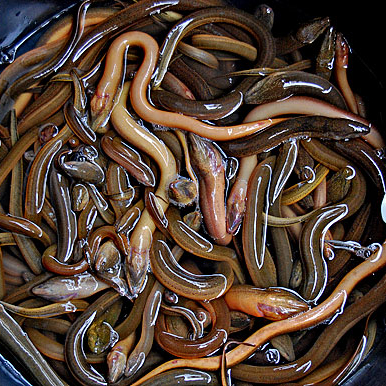 Live Eel Fish / Fresh Eel Fish for sale cheap,Thailand price supplier ...