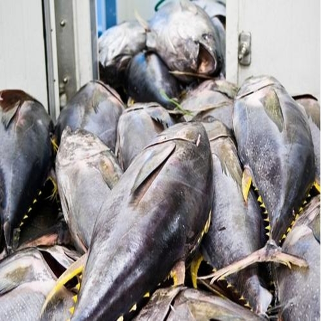 Hot Selling Whole Frozen Yellowfin Tuna With Reasonable 