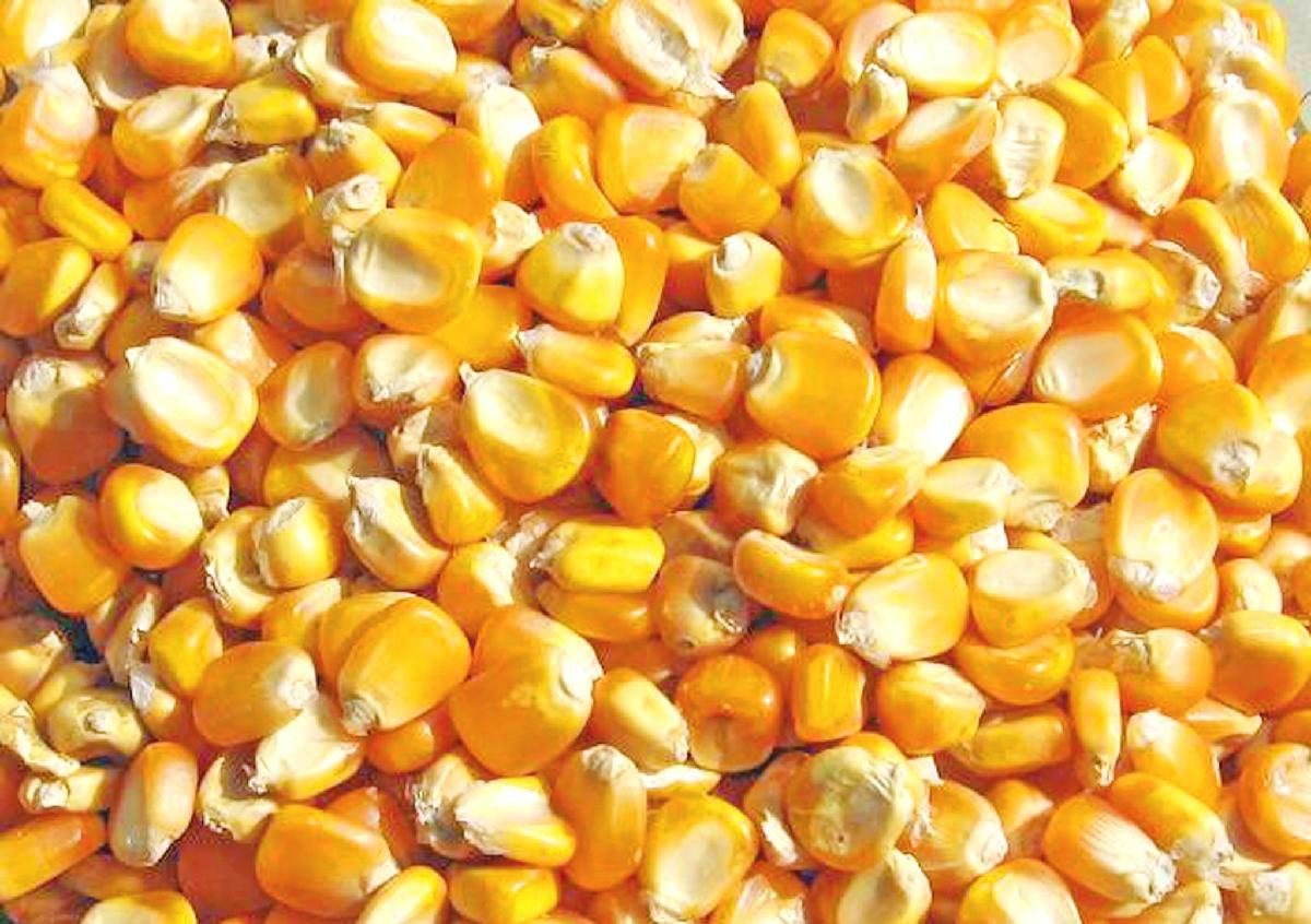 dunk maize yellow