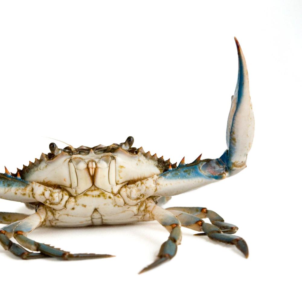 Live Soft Shell Crabs, Blue Swimming Crabs.