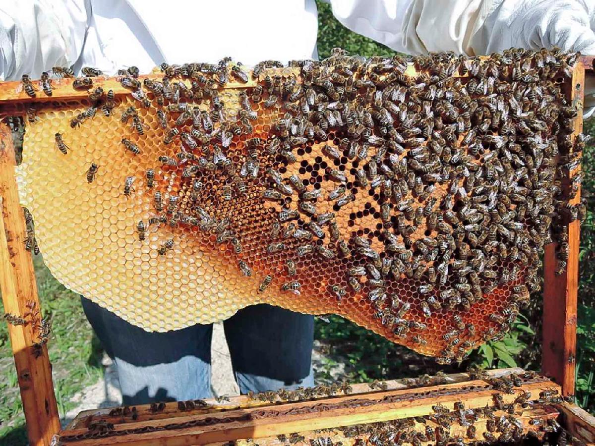 Beehive Honey Comb 100% Natural Bee Hive Honey,Thailand price supplier ...