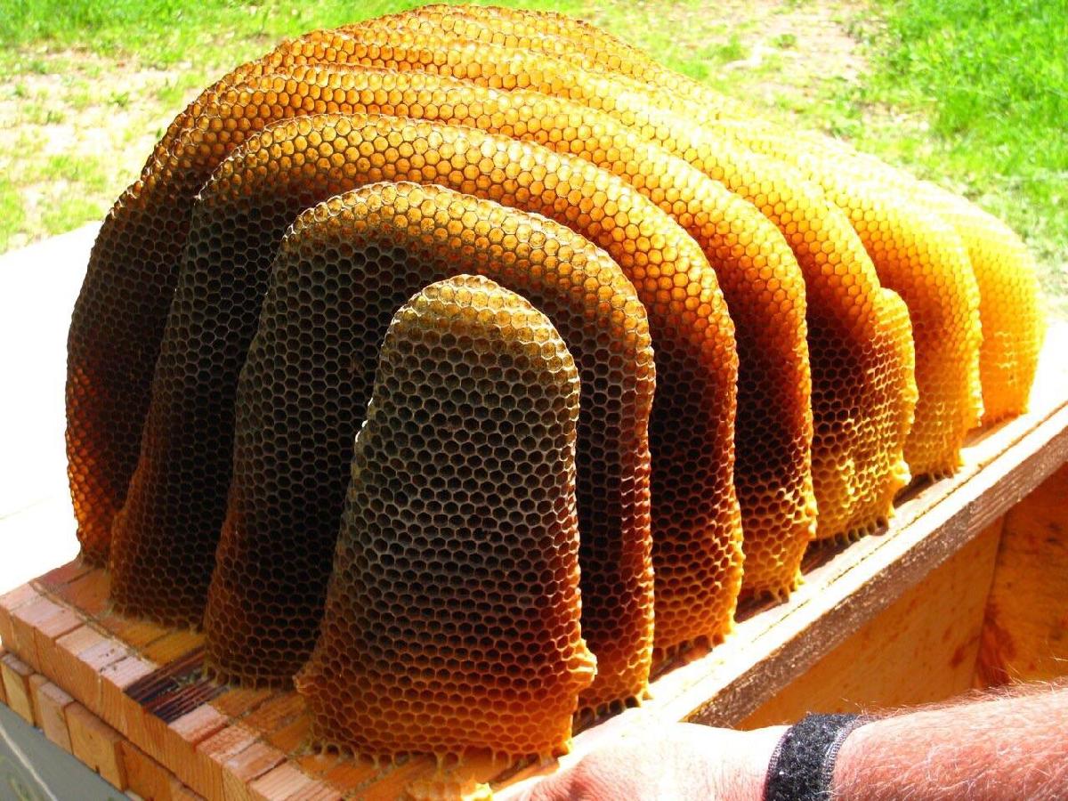 Pure Natural High Quality Organic Acacia Honey