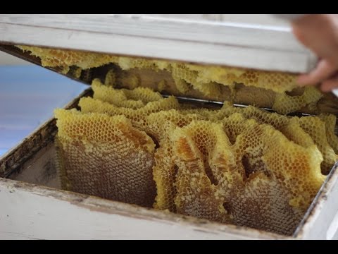 Honey