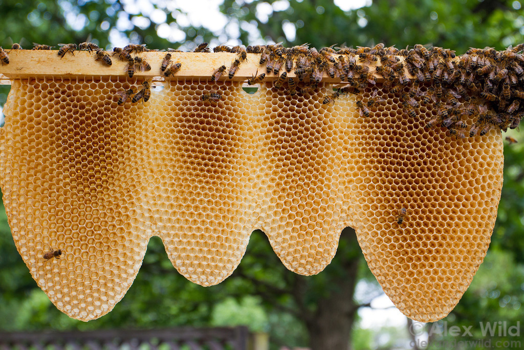 Honey
