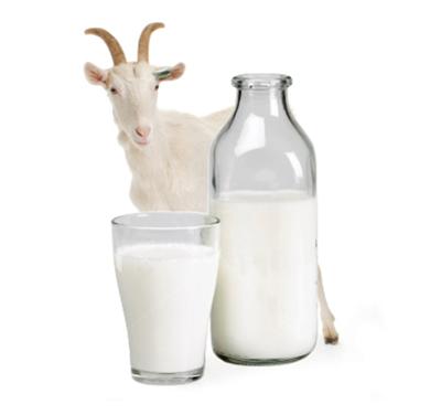 Raw Dry Sheep Powder Milk , Donkey Milk Powder , Cow Milk Powder