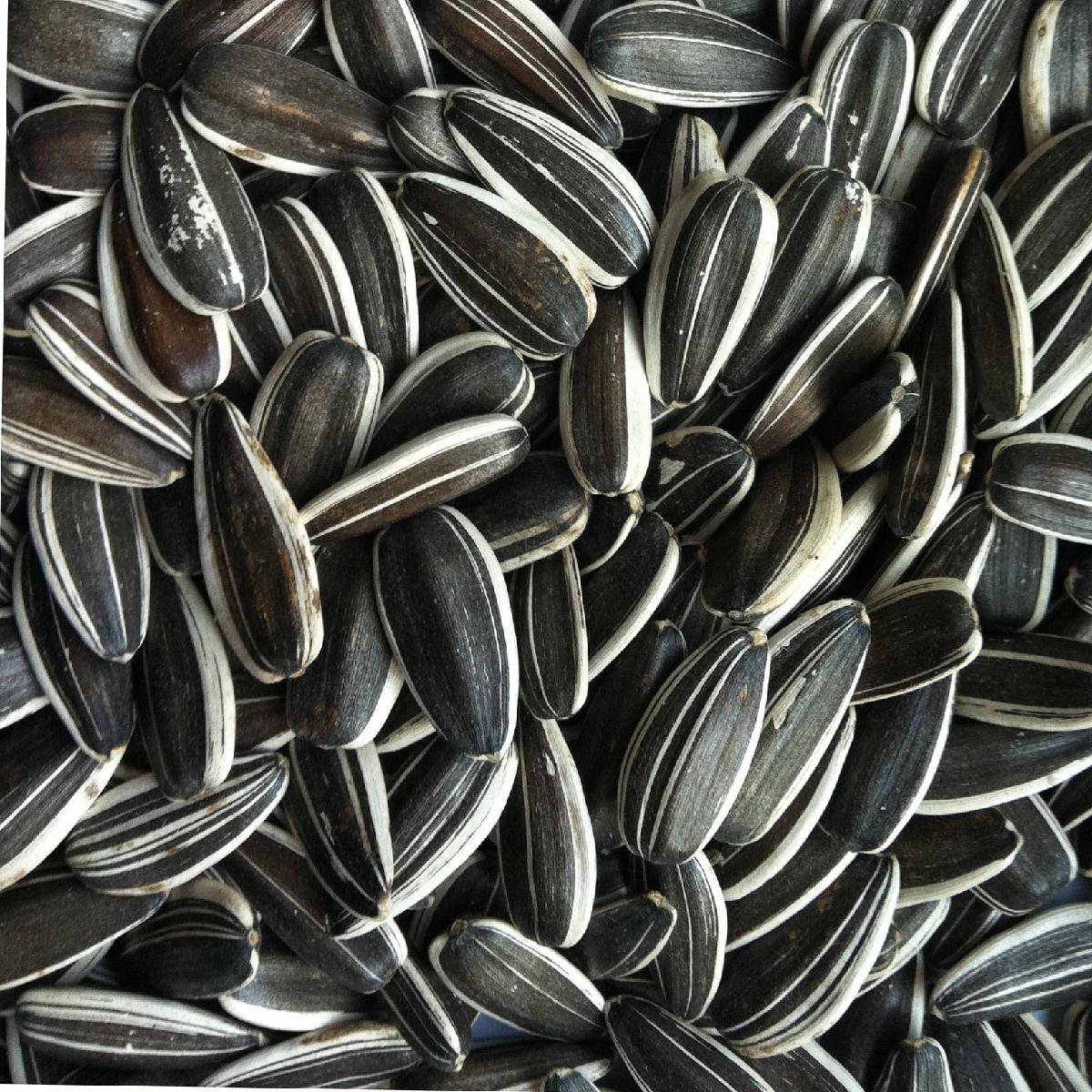 2020 Crop Chinese Sunflower Seeds 363 Sunflower Seeds 601 5009,China ...