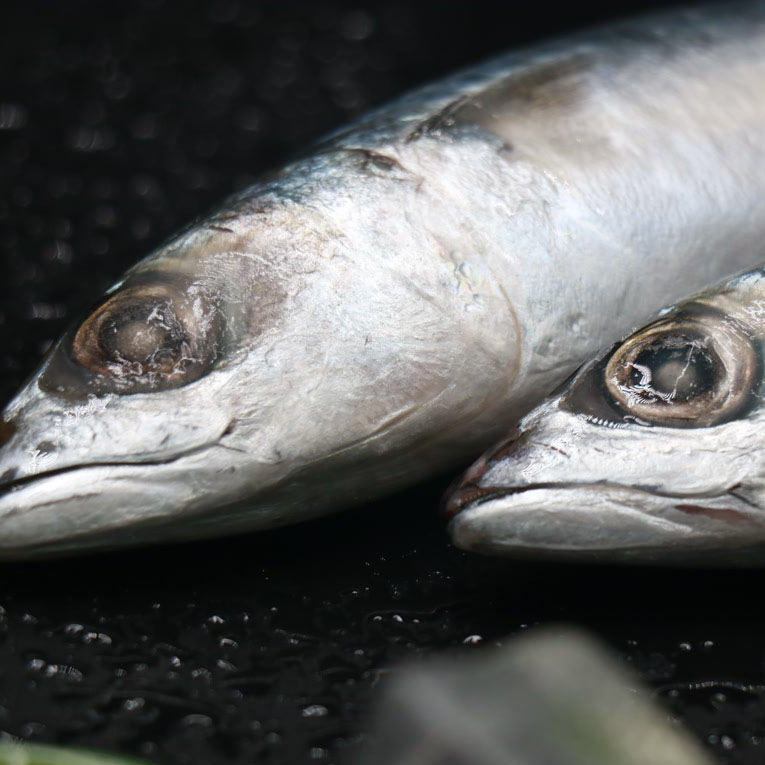 Thailand Market Low Price Frozen Pacific Mackerel