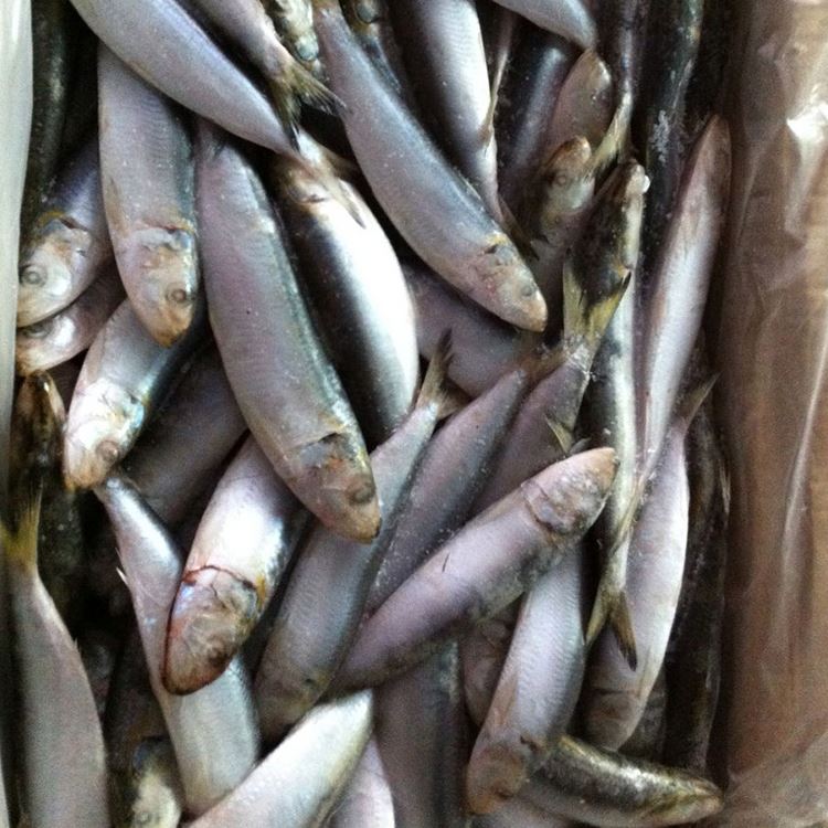 Good Quality Wholesale Frozen Sardine Fish,China price supplier - 21food