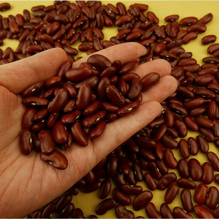 Dark red kidney bean,red bean
