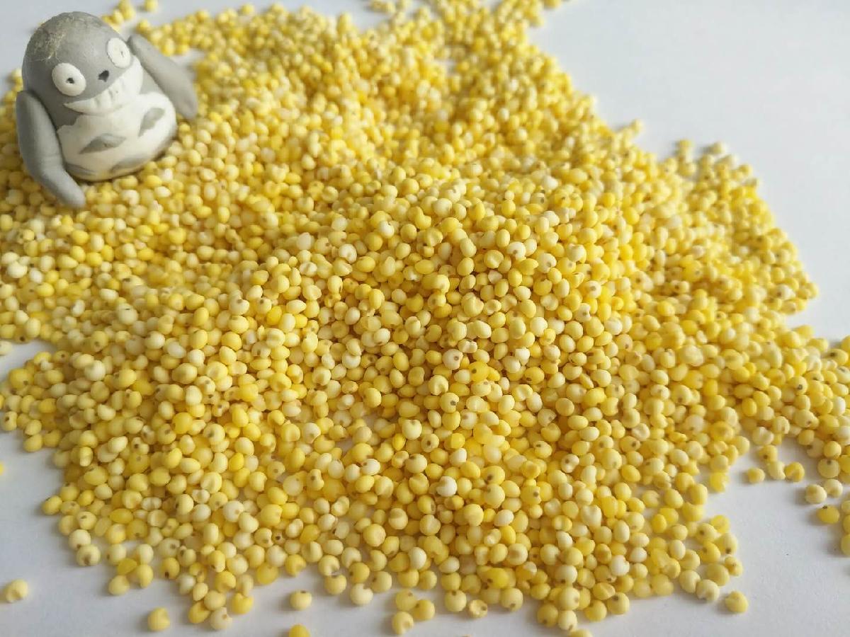 white corn millet