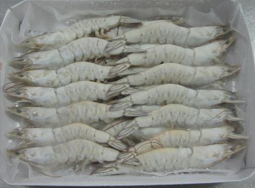 Raw IQF Frozen HLSO Headless Scale-on Vannamei Shrimp Penaeus Vannamei ...