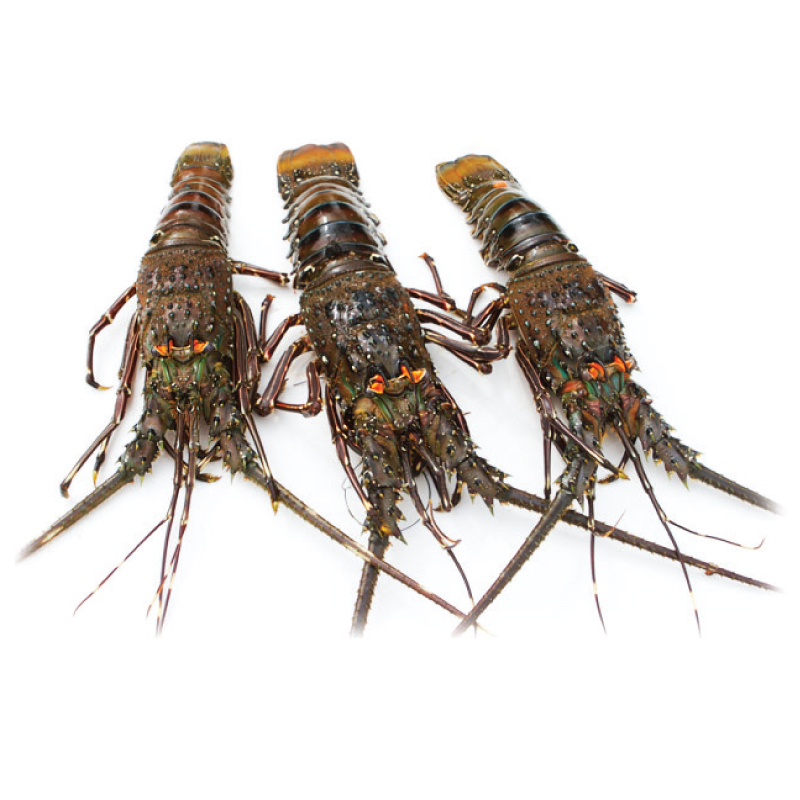 Live Tiger Lobsters,Thailand price supplier - 21food