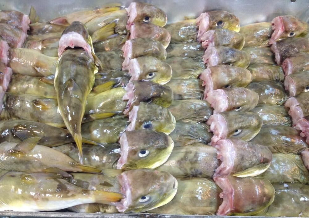 Frozen Pacific Mackerel size 8-10 pieces per kg supply from Thailand