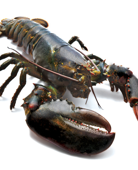 Frozen Spiny Lobster Tails (p Argus) / American Lobster Tail/ Green ...