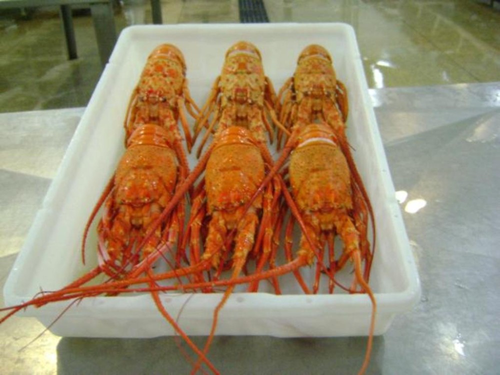 caribbean spiny lobster (panulirus argus)