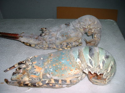 caribbean spiny lobster (panulirus argus)