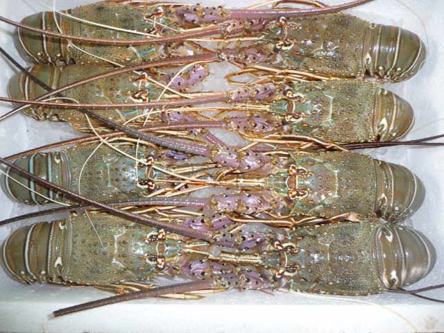 caribbean spiny lobster (panulirus argus)