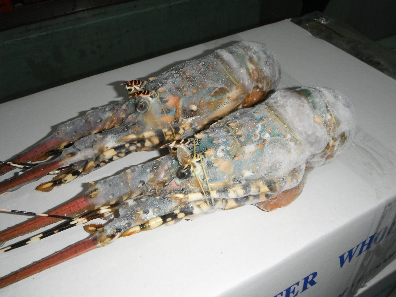 caribbean spiny lobster (panulirus argus)