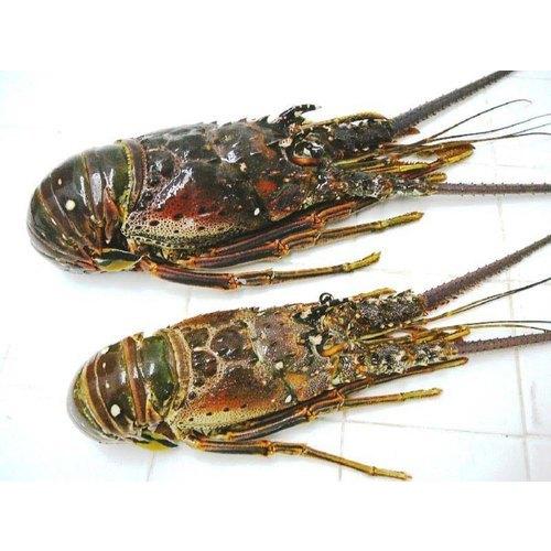 caribbean spiny lobster (panulirus argus)