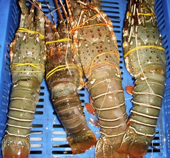 caribbean spiny lobster (panulirus argus)