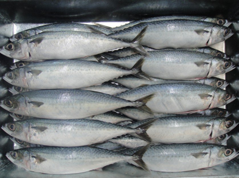 Frozen Pacific Mackerel - Seafrozen Fresh - A+ Market Grade - Factory Direct Partner