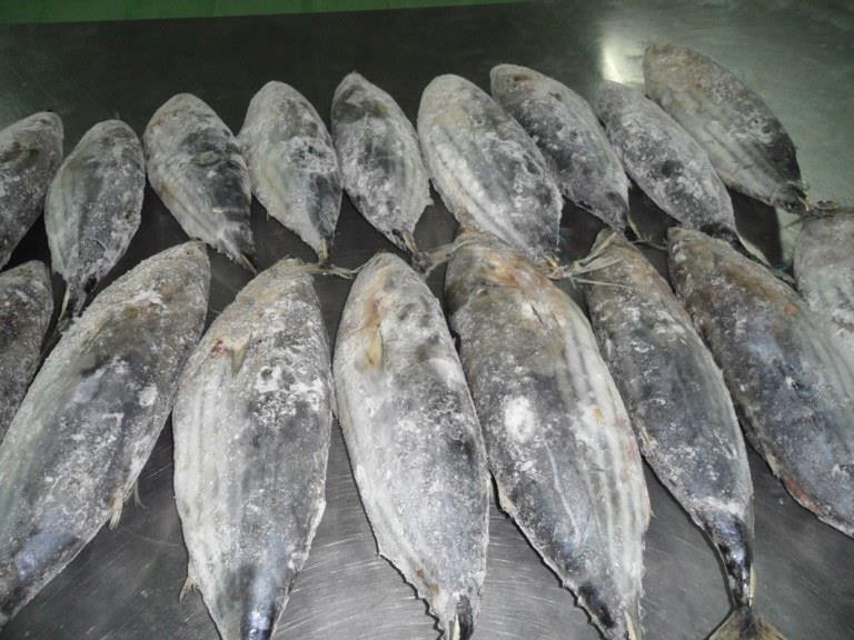 Frozen Pacific Mackerel - Seafrozen Fresh - A+ Market Grade - Factory Direct Partner