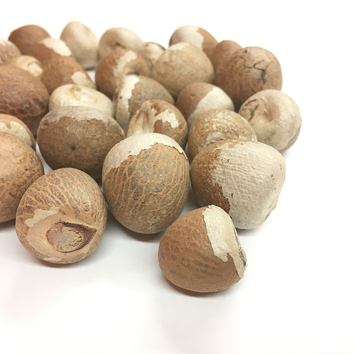 available-stock-betel-nuts-thailand-betel-nut-areca-nuts-quality