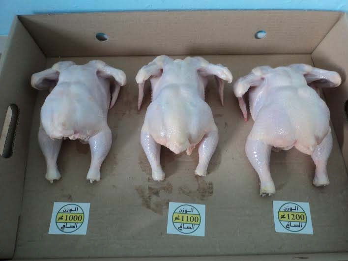 Halal Frozen Chicken Gizzard