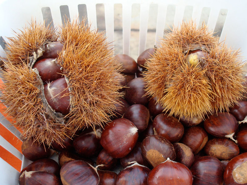 IQF frozen chestnut