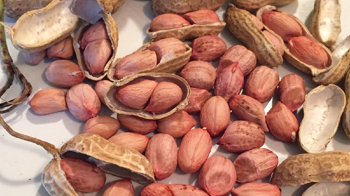 Arachis Peanut ,Dried Kernel Peanuts Groundnut Raw/Fresh Red Skin arachis for Sales