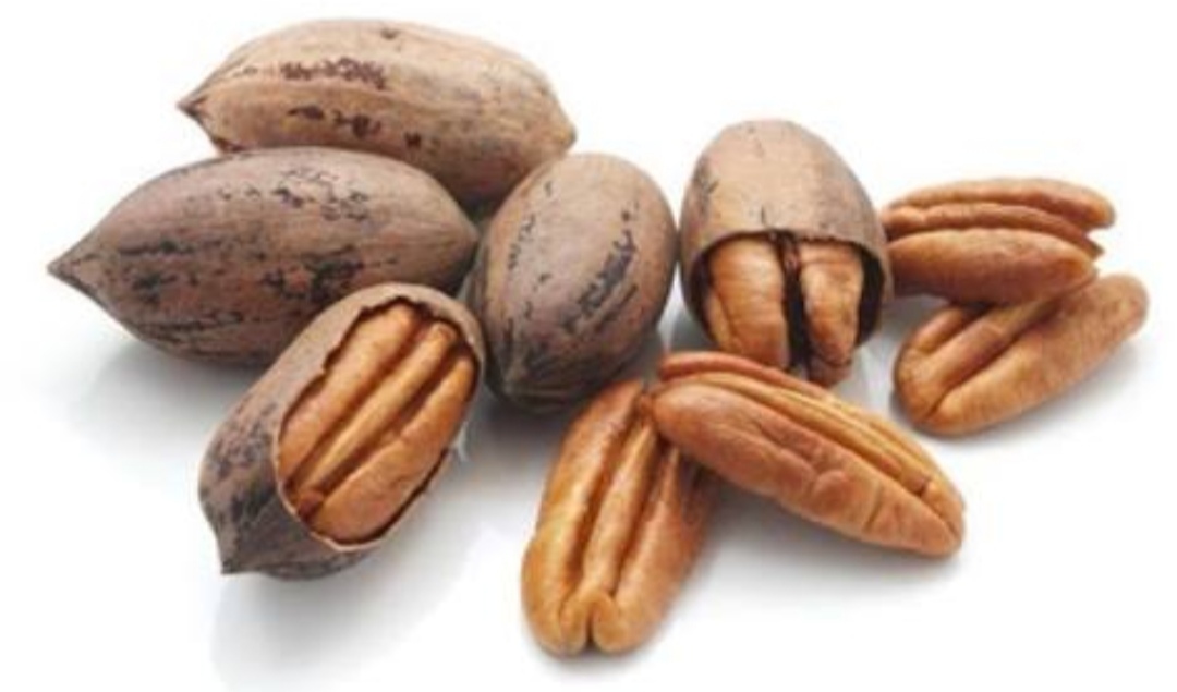 Organic Pecan Nut Roasted Salted Pecans/Raw Pecan Nuts With Shell for sale
