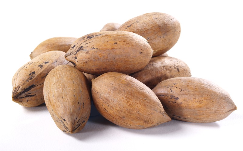 Organic Pecan Nut Roasted Salted Pecans/Raw Pecan Nuts With Shell for sale