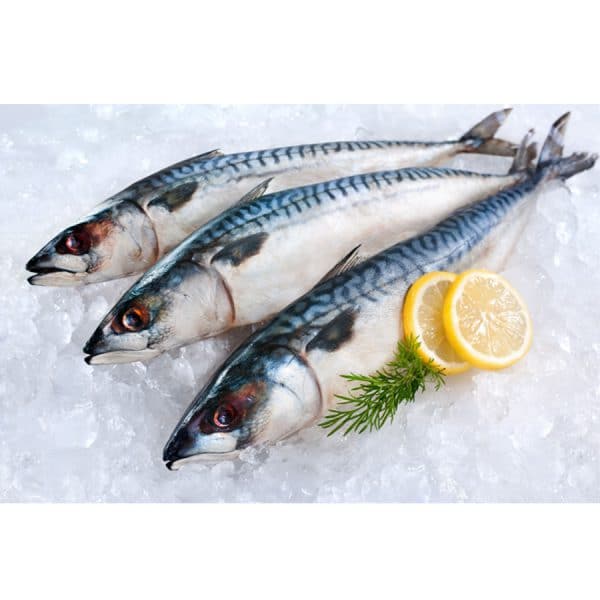 Fresh And Frozen Whole Horse Mackerel Fish Good To Consume,Thailand ...