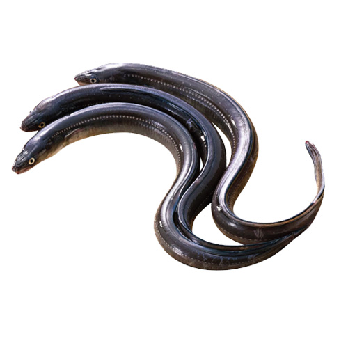 frozen eel fish