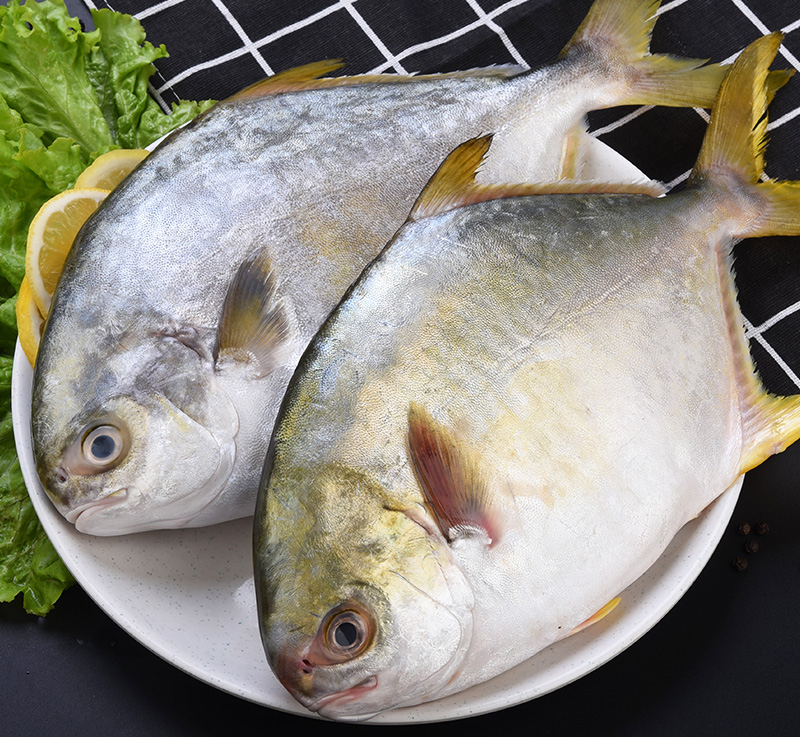 fish product type and IQF freezing process frozen golden pompano fish