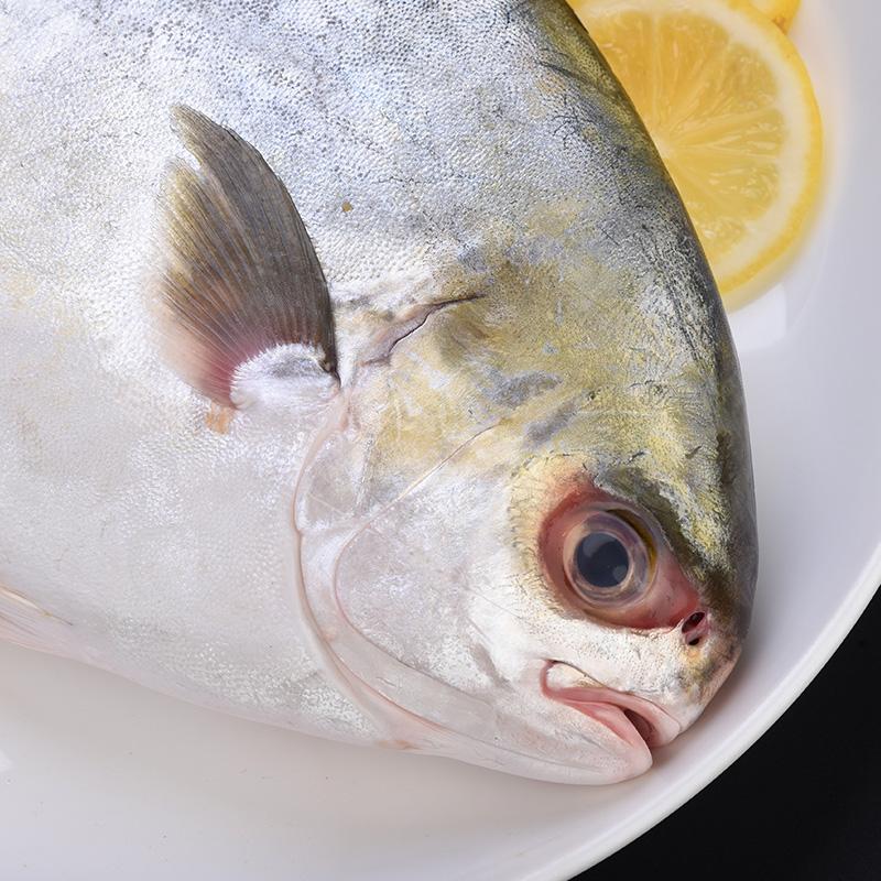 fish product type and IQF freezing process frozen golden pompano fish