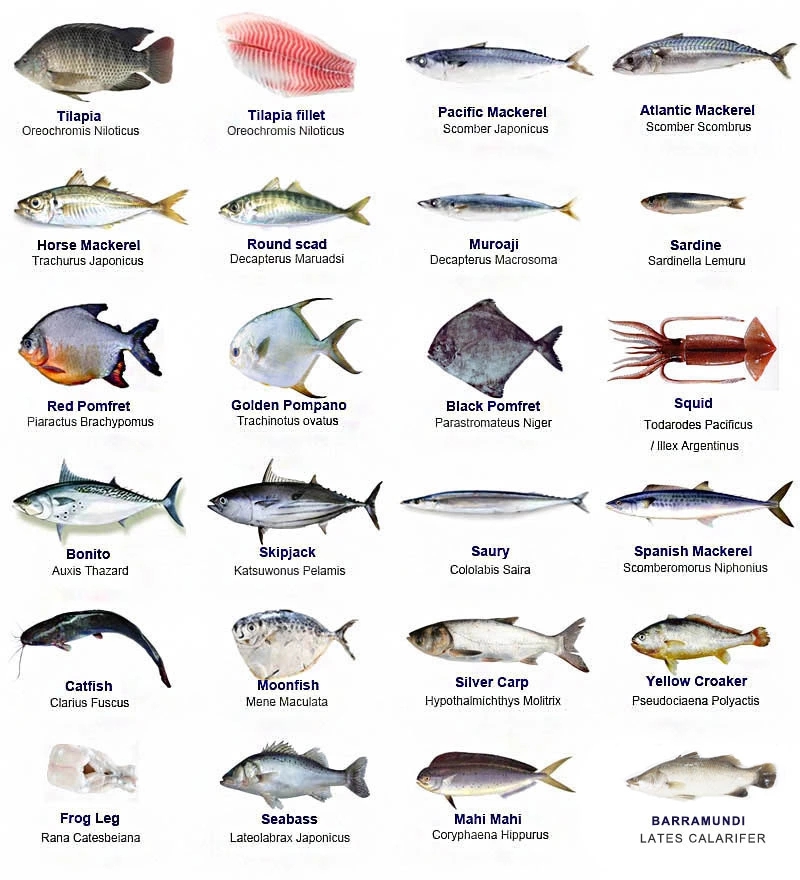 fish product type and IQF freezing process frozen golden pompano fish