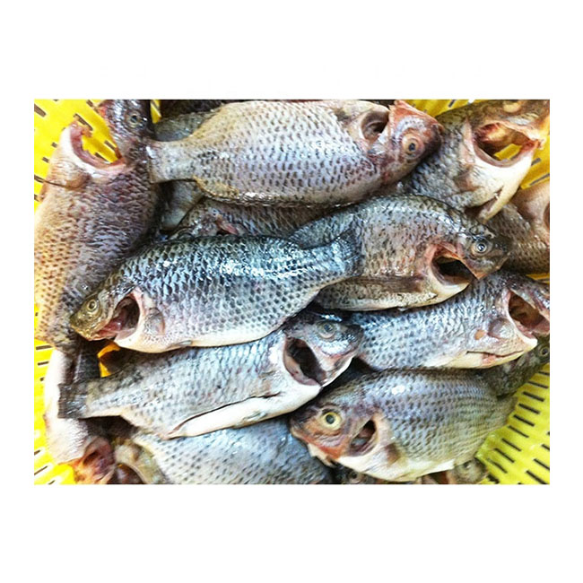 How to Clean Tilapia - AQUABEST SEAFOOD