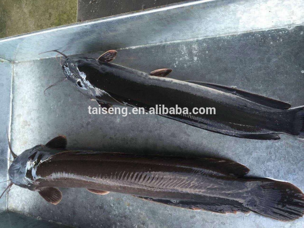 Bulk Farm Raised Channel Catfish,China price supplier - 21food