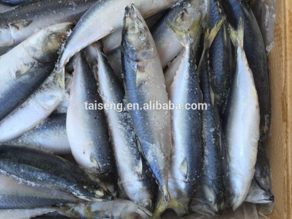 Frozen mackerel ice fish whole round for sale and for canned