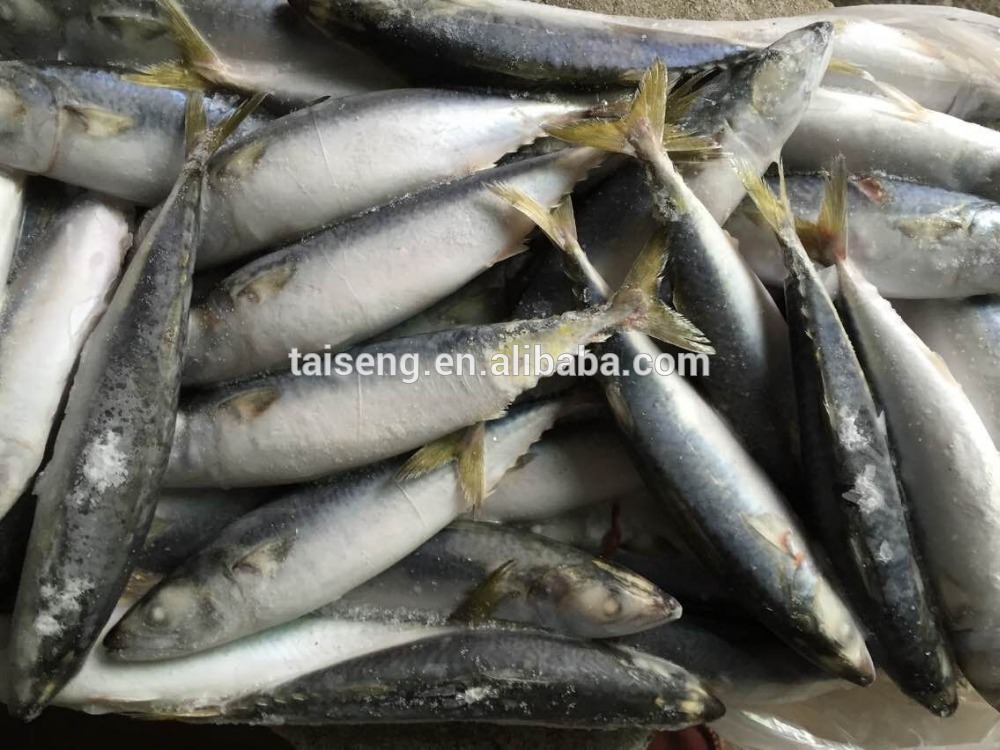 Frozen mackerel ice fish whole round for sale and for canned