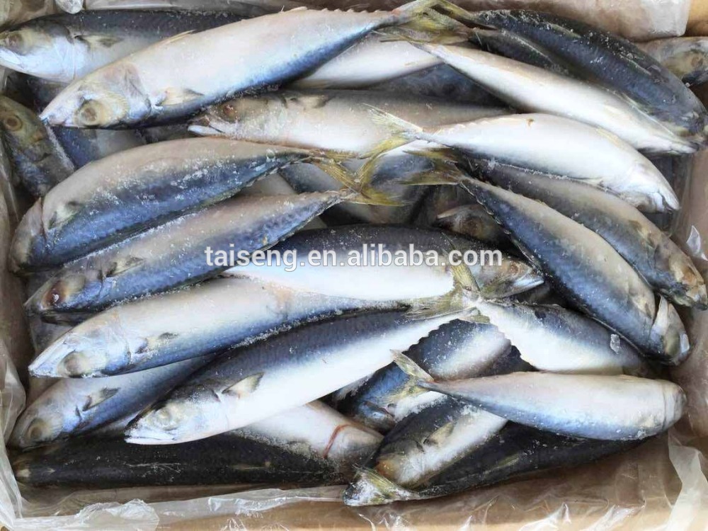 Frozen mackerel ice fish whole round for sale and for canned