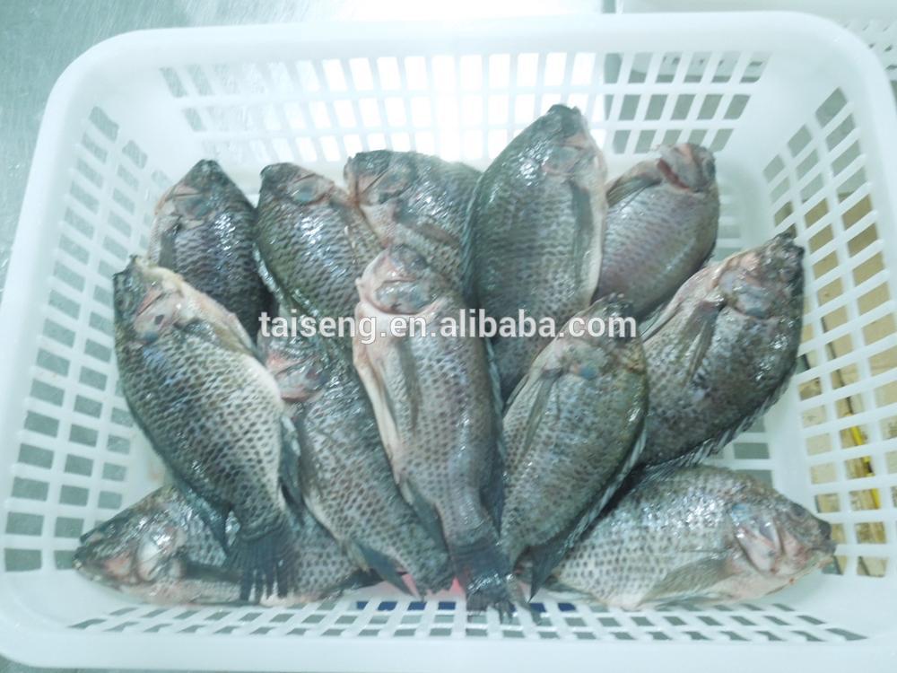 Gill Off Gutted Scaled Tall Off Frozen Black Tilapia Fish Farm Raised ...