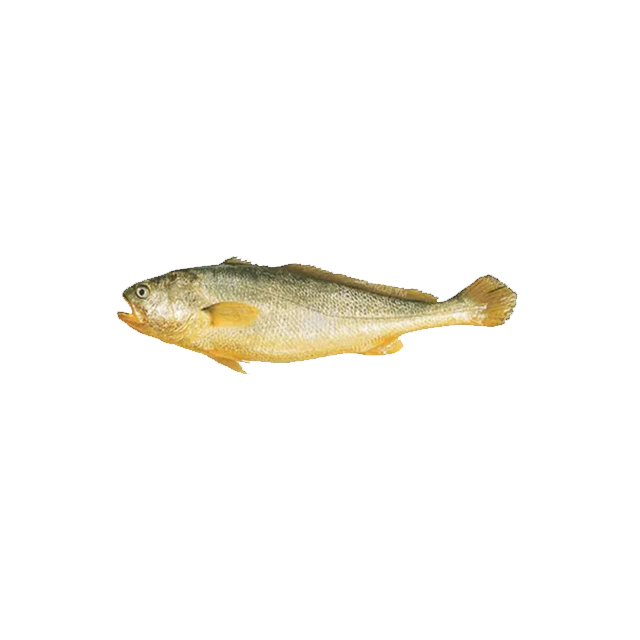 300-400g IVP frozen fresh yellow croaker whole,China price supplier ...