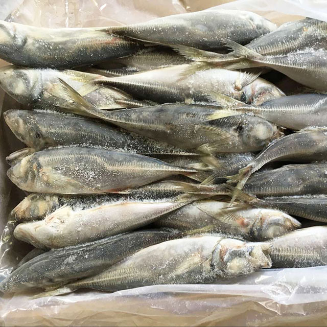 FROZEN HORSE MACKEREL WHOLE ROUND,China price supplier - 21food