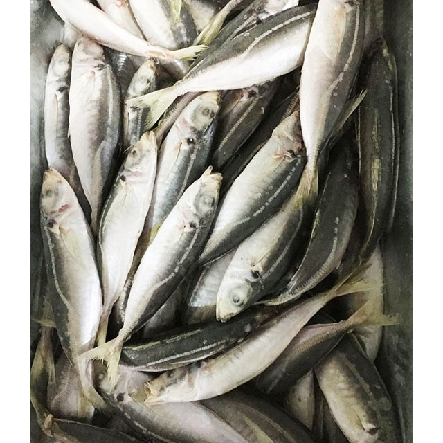 decapterus muroaji mackerel fish frozen muroaji for tuna bait,China price  supplier - 21food