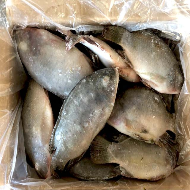 buy tilapia in bulk