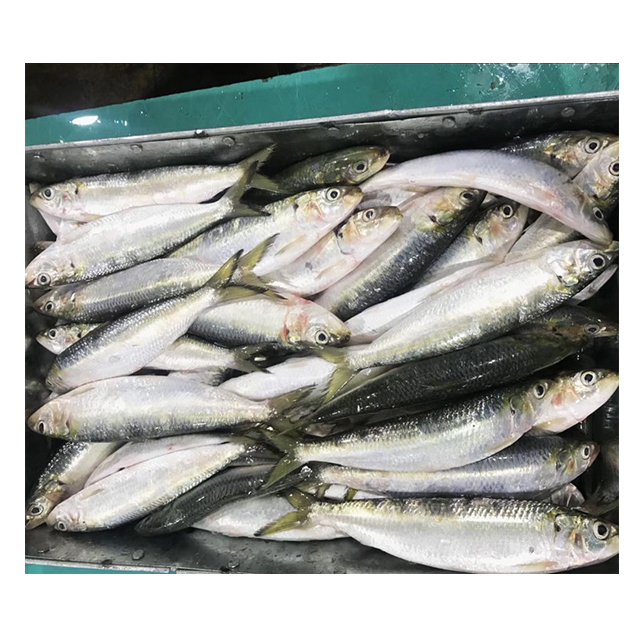 High Quality Fish Small Size Frozen Canning Tuna Sardine Morocco,China  price supplier - 21food